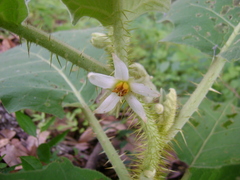 Solanum candidum