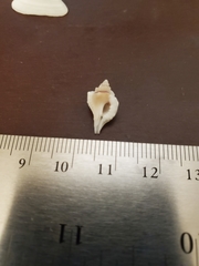 Eupleura sulcidentata