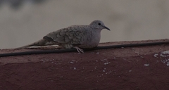 Columbina inca