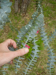 Eucalyptus pulverulenta