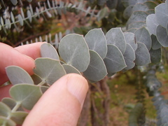 Eucalyptus pulverulenta