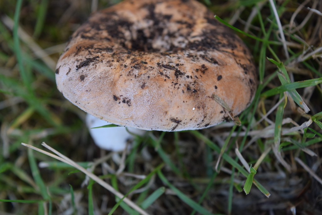 Lactifluus clarkeae · April 2026 · photo: © davidwhyte (iNaturalist, cc-by-sa)