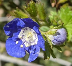 Phacelia viscida viscida