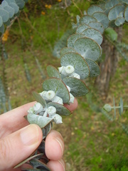 Eucalyptus pulverulenta