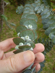 Eucalyptus pulverulenta