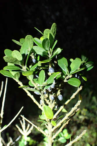 Melicytus orarius