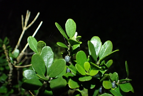 Melicytus orarius, photograph 2