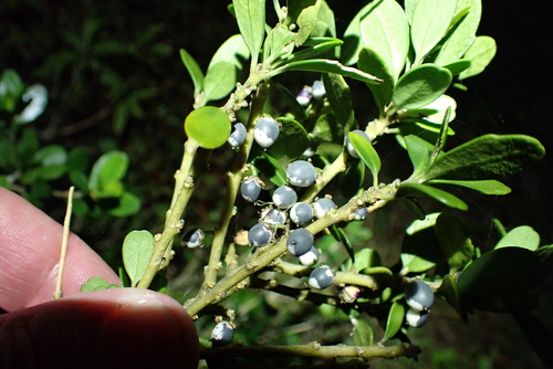 Melicytus orarius, photograph 3