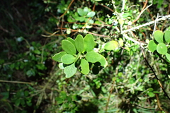Melicytus orarius, photograph Michael Berardozzi, CC BY, iNaturalist via GBIF