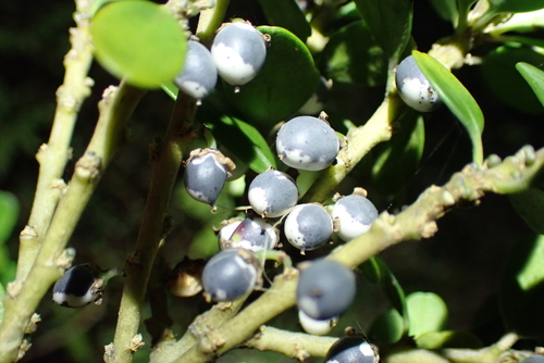 Melicytus orarius, photograph 4