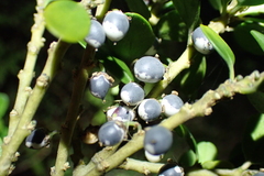 Melicytus orarius, photograph Michael Berardozzi, CC BY, iNaturalist via GBIF