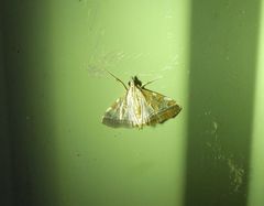 Agrioglypta itysalis