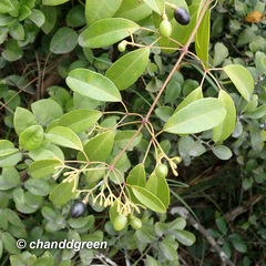 Jasminum lanceolarium