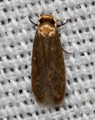 Phaeoses sabinella
