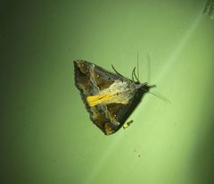 Dichromia quinqualis