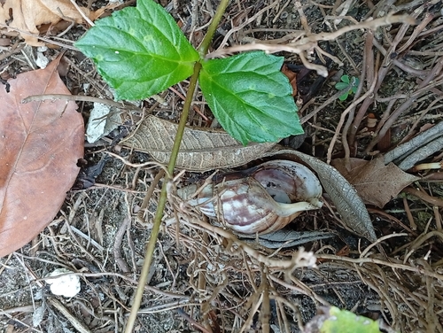 Lissachatina fulica