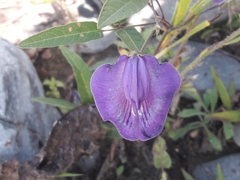 Clitoria cordobensis