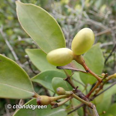 Jasminum lanceolarium
