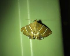 Grammodes