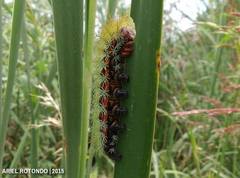 Pseudautomeris grammivora