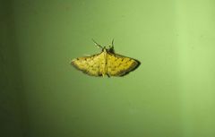 Herpetogramma hipponalis