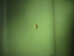 Hieromantis ephodophora