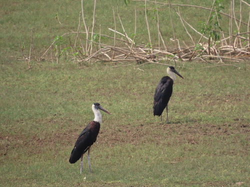 Asian Woolly-necked Stork