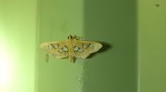 Omiodes odontosticta