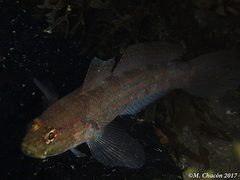 Gobius xanthocephalus