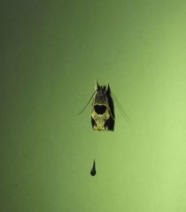 Helcystogramma hibisci