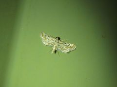 Parapoynx dentizonalis