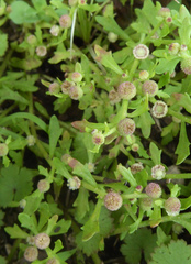 Centipeda minima minima