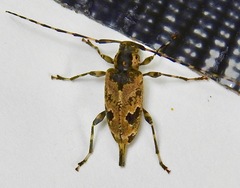 Graphisurus triangulifer