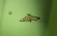 Prophantis