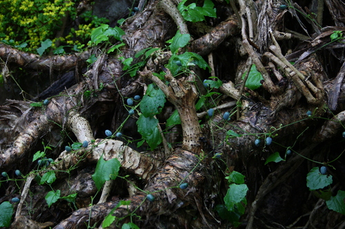 Zehneria mucronata observed 2026-04-25