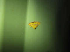 Raparna crocophara