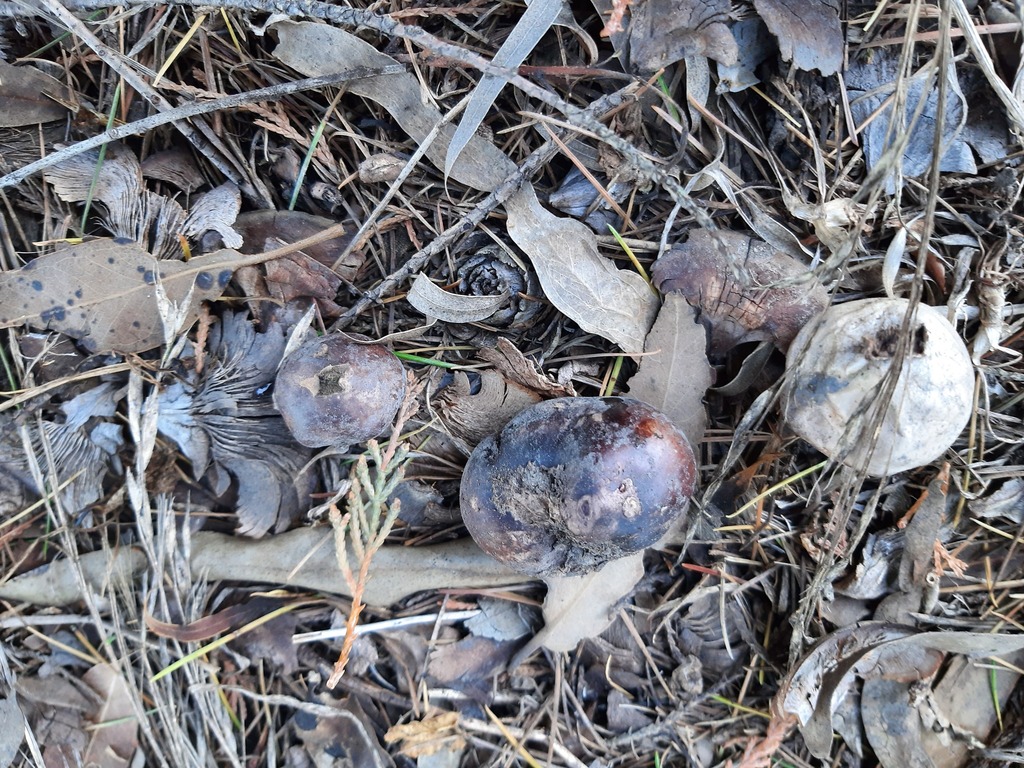 Abstoma purpureum · April 2026 · photo: © davidwhyte (iNaturalist, cc-by-sa)