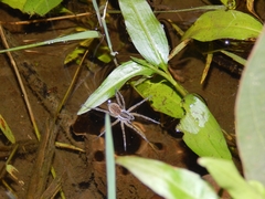 Diapontia uruguayensis