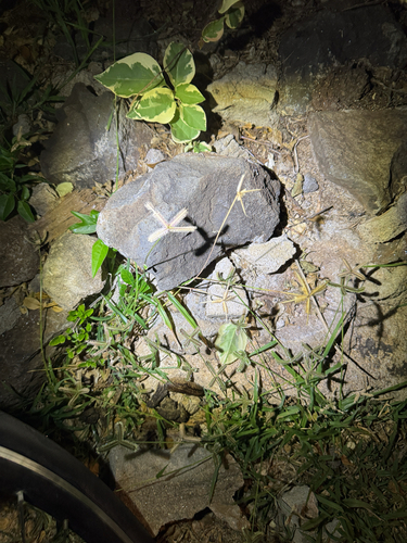 Dactyloctenium aegyptium observed 2026-04-26