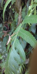 Epidaus