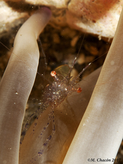 Periclimenes scriptus