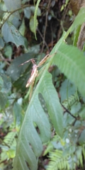 Epidaus