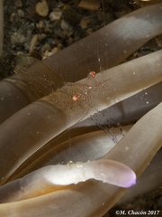 Periclimenes scriptus
