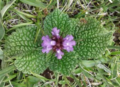 Phlomoides rotata