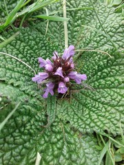 Phlomoides rotata
