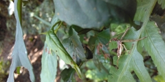 Epidaus