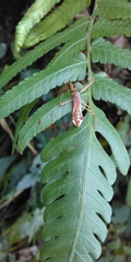 Epidaus
