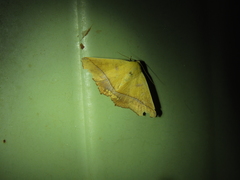 Xanthanomis fuscifrons