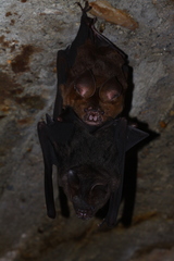 Hipposideros armiger terasensis