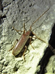 Sparedrus aspersus